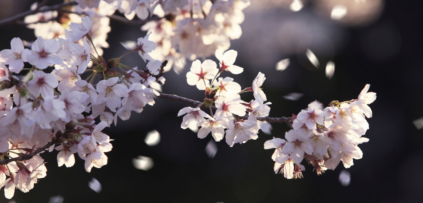 世の中は桜の下の相撲かな ~ 桜と敗者の開花準備